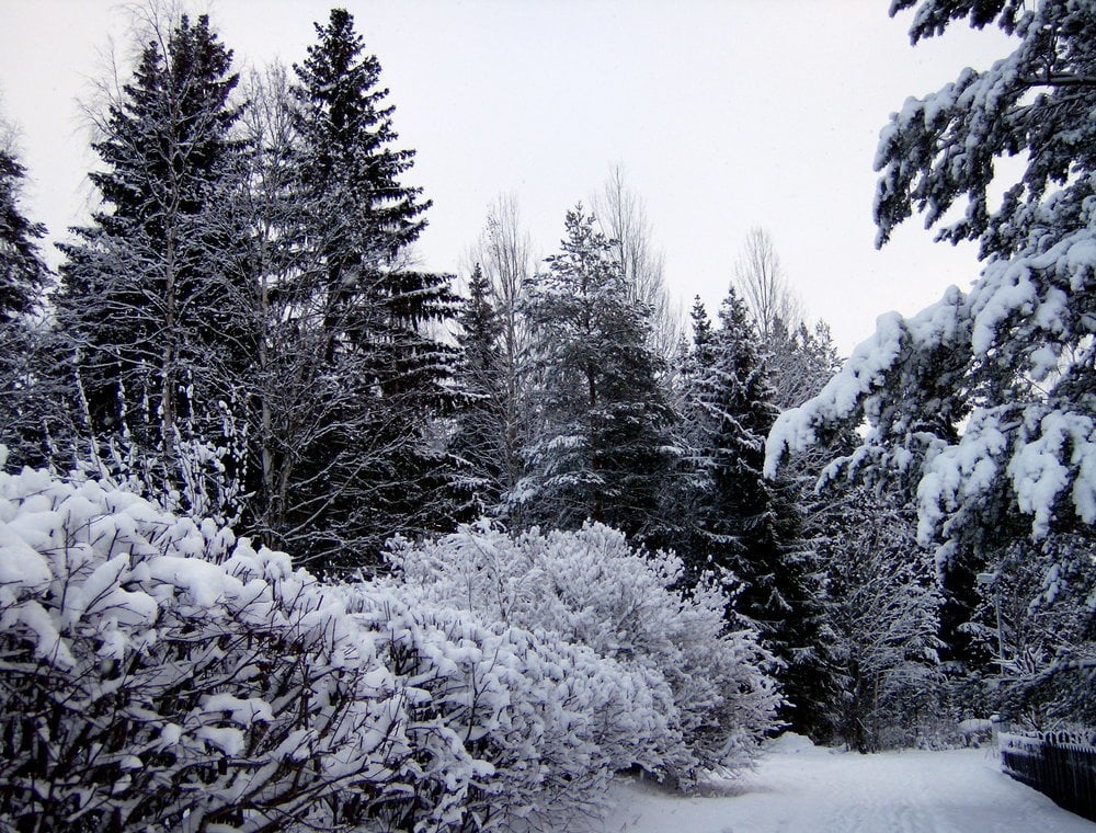 Photo by Sarah H., AFS Year Alum The Best Places to Study Abroad in 2020: Sweden